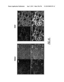 DENDRIMER BASED NANODEVICES FOR THERAPEUTIC AND IMAGING PURPOSES diagram and image