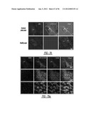 DENDRIMER BASED NANODEVICES FOR THERAPEUTIC AND IMAGING PURPOSES diagram and image