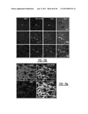 DENDRIMER BASED NANODEVICES FOR THERAPEUTIC AND IMAGING PURPOSES diagram and image