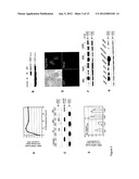 Novel Retinoid Inducible Factor and Uses Thereof diagram and image