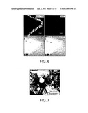 LATERAL VENTRICLE CELL COMPOSITIONS AND USE FOR TREATING NEURAL     DEGENERATIVE DISEASES diagram and image