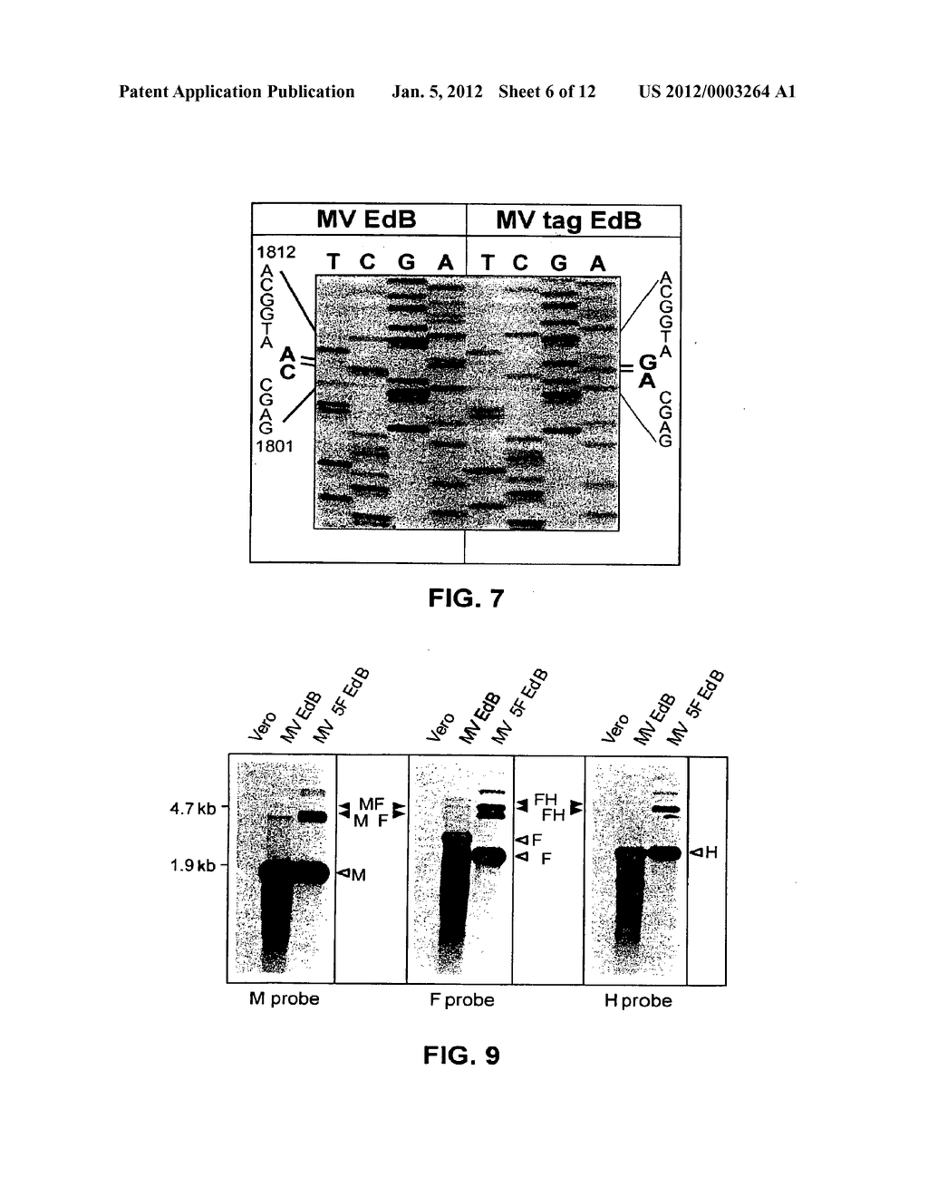 CDNA Corresponding to the Antigenome of Nonsegmented Negative Stranded RNA     Viruses and Process for the Production of Such Viruses - diagram, schematic, and image 07