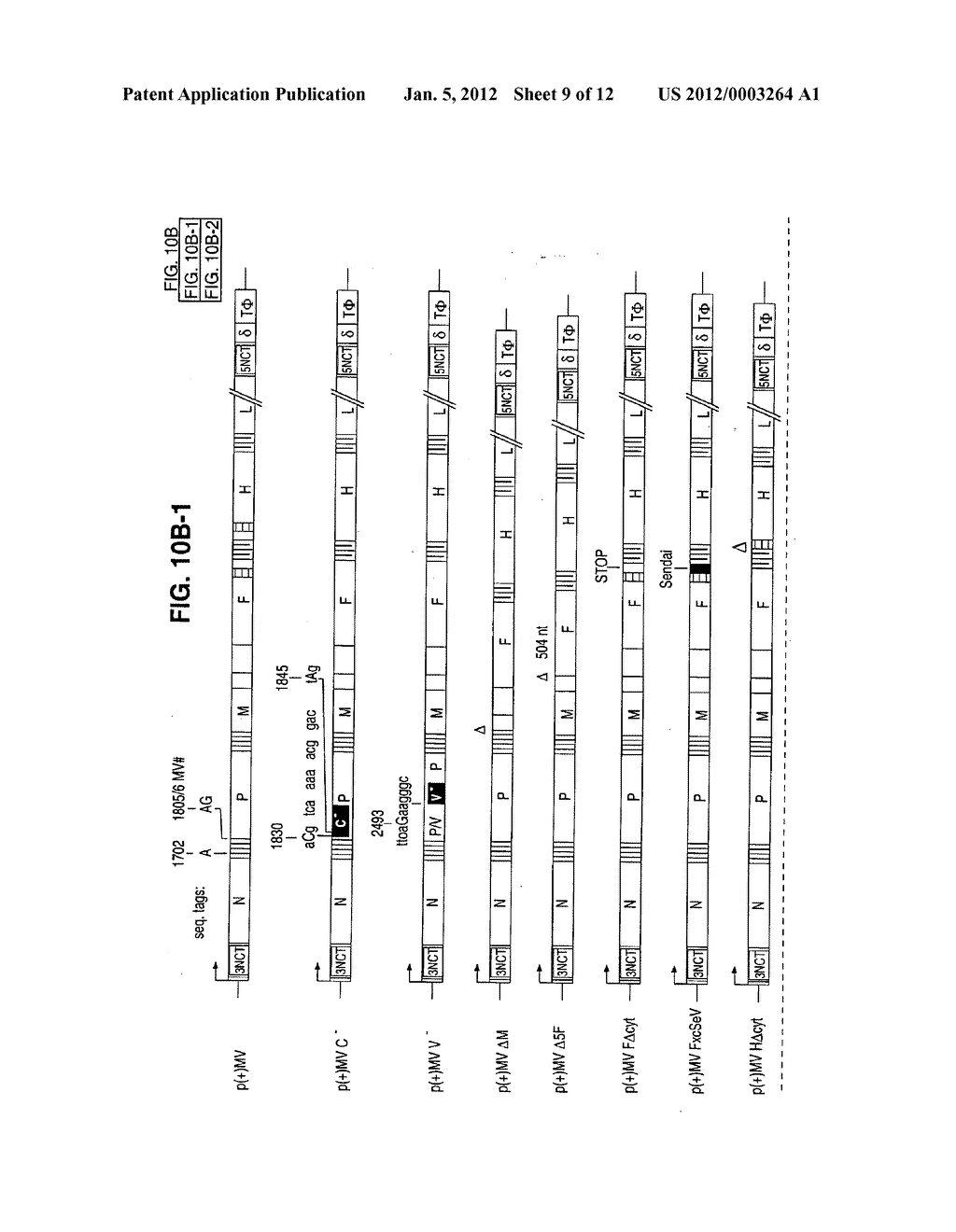 CDNA Corresponding to the Antigenome of Nonsegmented Negative Stranded RNA     Viruses and Process for the Production of Such Viruses - diagram, schematic, and image 10