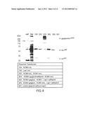 IMMUNOGENIC COMPOSITIONS FOR INDUCING AN IMMUNE RESPONSE TO HIV diagram and image