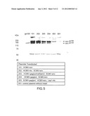 IMMUNOGENIC COMPOSITIONS FOR INDUCING AN IMMUNE RESPONSE TO HIV diagram and image