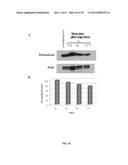 SINGLE-WALLED CARBON NANOTUBE/SIRNA COMPLEXES AND METHODS RELATED THERETO diagram and image