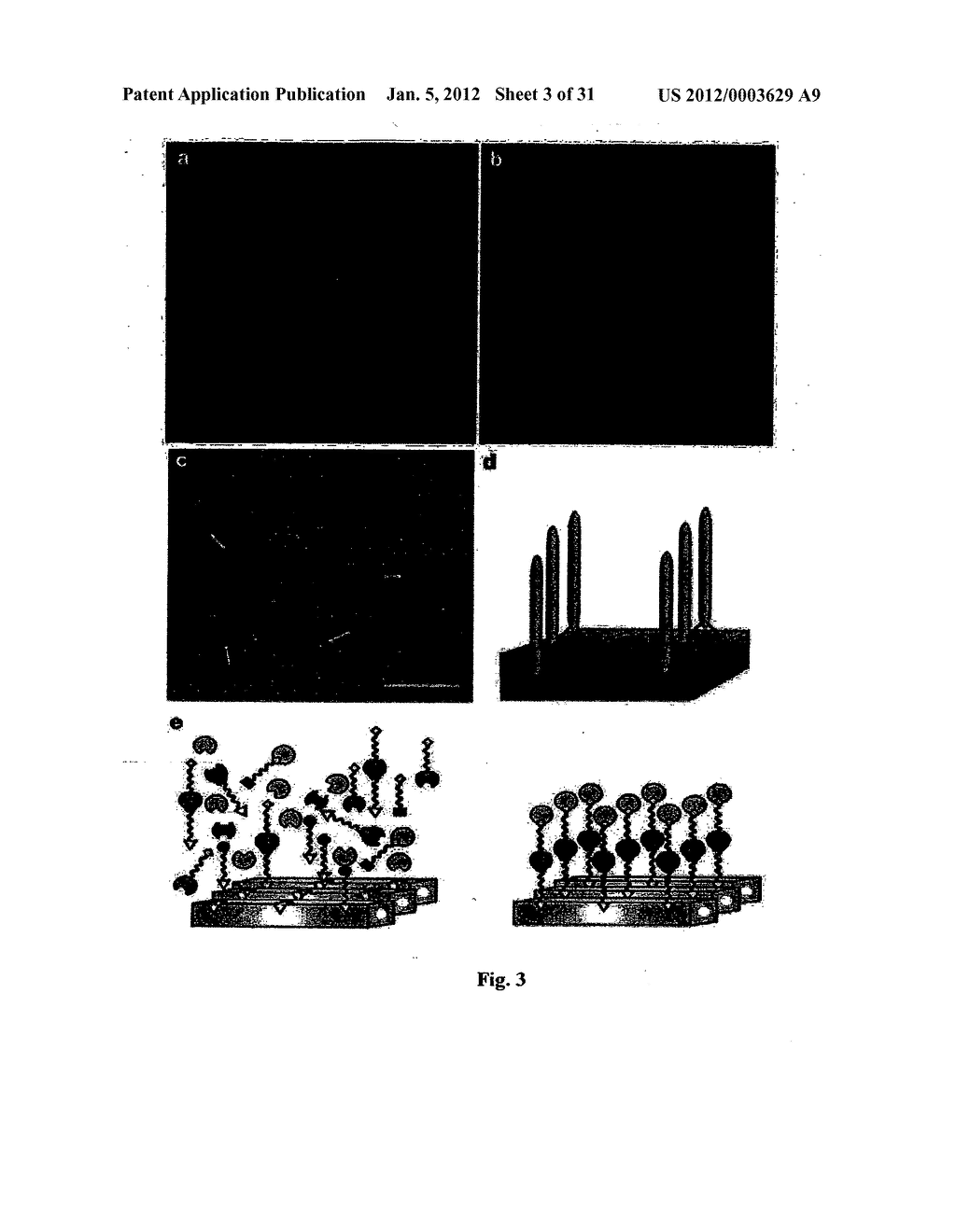 Biological control of nanoparticle nucleation, shape and crystal phase - diagram, schematic, and image 04