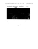 Biological control of nanoparticle nucleation, shape and crystal phase diagram and image