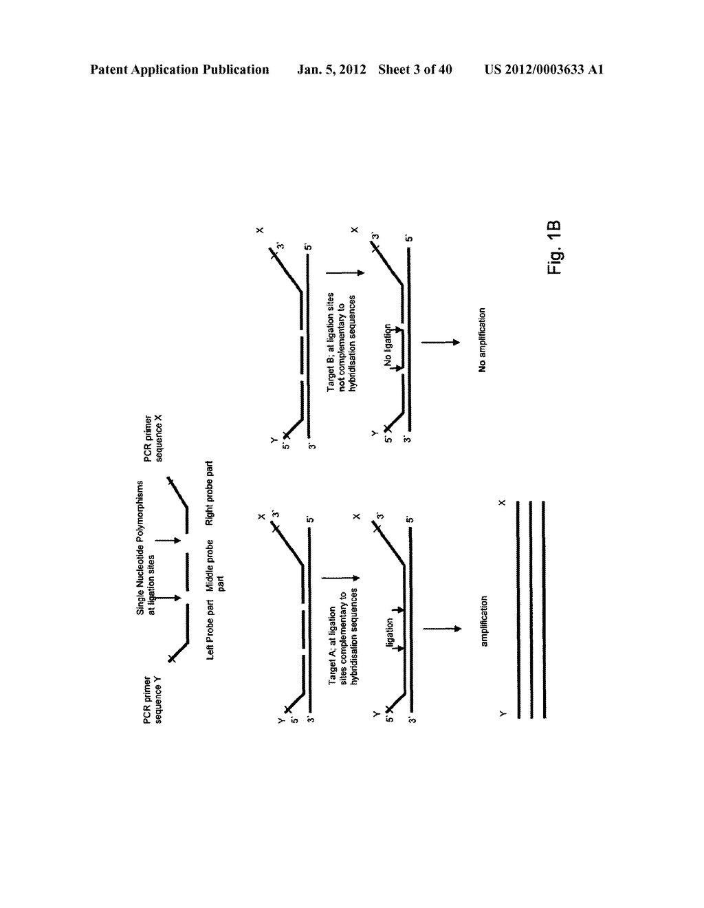 MEANS AND METHODS FOR INVESTIGATING NUCLEIC ACID SEQUENCES - diagram, schematic, and image 04