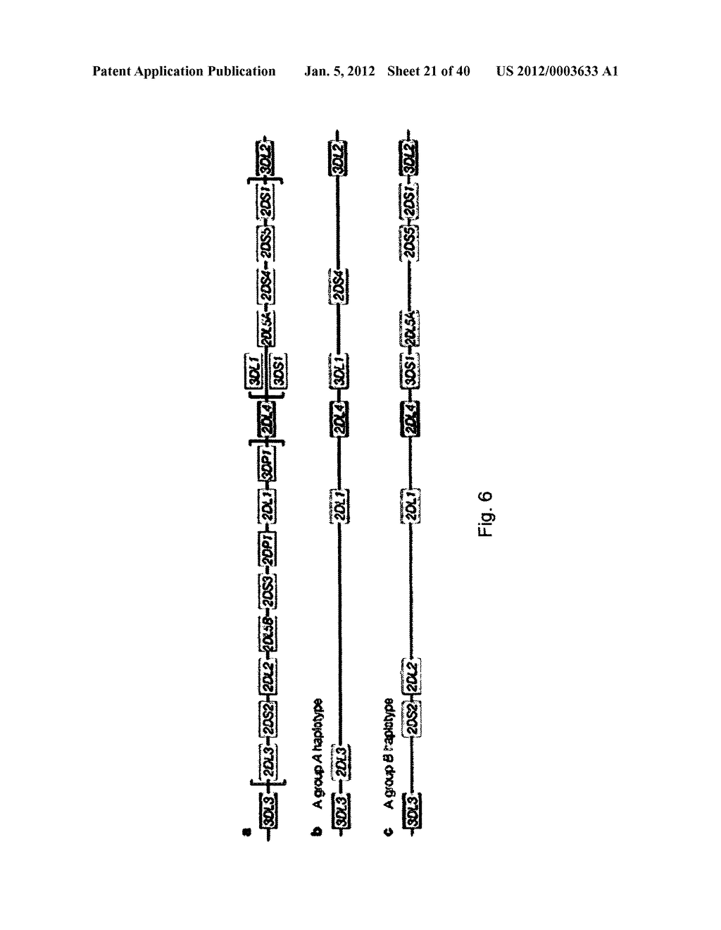 MEANS AND METHODS FOR INVESTIGATING NUCLEIC ACID SEQUENCES - diagram, schematic, and image 22