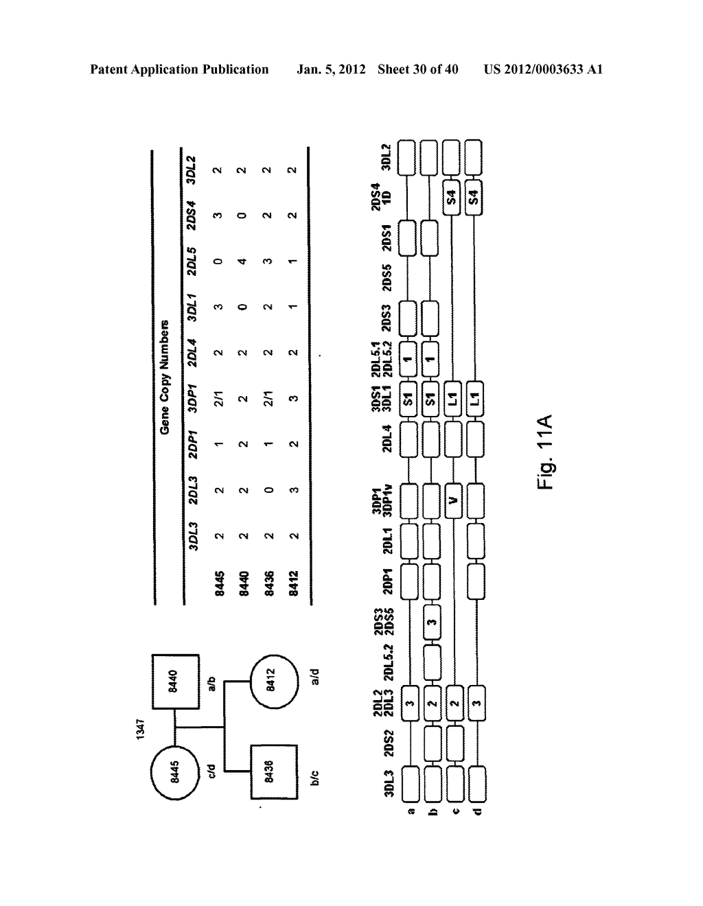 MEANS AND METHODS FOR INVESTIGATING NUCLEIC ACID SEQUENCES - diagram, schematic, and image 31