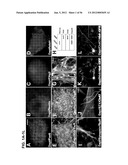 IDENTIFICATION OF NEUROPROTECTIVE AGENTS USING PRO-INFLAMMATORY HUMAN     GLIAL CELLS diagram and image