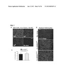 IDENTIFICATION OF NEUROPROTECTIVE AGENTS USING PRO-INFLAMMATORY HUMAN     GLIAL CELLS diagram and image