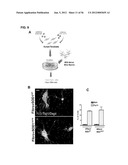 IDENTIFICATION OF NEUROPROTECTIVE AGENTS USING PRO-INFLAMMATORY HUMAN     GLIAL CELLS diagram and image