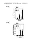 IDENTIFICATION OF NEUROPROTECTIVE AGENTS USING PRO-INFLAMMATORY HUMAN     GLIAL CELLS diagram and image