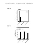 IDENTIFICATION OF NEUROPROTECTIVE AGENTS USING PRO-INFLAMMATORY HUMAN     GLIAL CELLS diagram and image