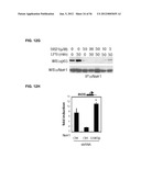 IDENTIFICATION OF NEUROPROTECTIVE AGENTS USING PRO-INFLAMMATORY HUMAN     GLIAL CELLS diagram and image