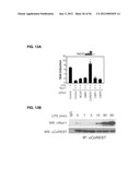 IDENTIFICATION OF NEUROPROTECTIVE AGENTS USING PRO-INFLAMMATORY HUMAN     GLIAL CELLS diagram and image