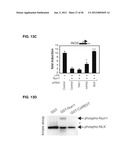 IDENTIFICATION OF NEUROPROTECTIVE AGENTS USING PRO-INFLAMMATORY HUMAN     GLIAL CELLS diagram and image