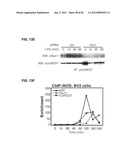 IDENTIFICATION OF NEUROPROTECTIVE AGENTS USING PRO-INFLAMMATORY HUMAN     GLIAL CELLS diagram and image