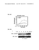 IDENTIFICATION OF NEUROPROTECTIVE AGENTS USING PRO-INFLAMMATORY HUMAN     GLIAL CELLS diagram and image