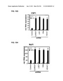 IDENTIFICATION OF NEUROPROTECTIVE AGENTS USING PRO-INFLAMMATORY HUMAN     GLIAL CELLS diagram and image