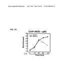 IDENTIFICATION OF NEUROPROTECTIVE AGENTS USING PRO-INFLAMMATORY HUMAN     GLIAL CELLS diagram and image