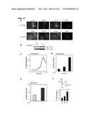 IDENTIFICATION OF NEUROPROTECTIVE AGENTS USING PRO-INFLAMMATORY HUMAN     GLIAL CELLS diagram and image