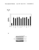 IDENTIFICATION OF NEUROPROTECTIVE AGENTS USING PRO-INFLAMMATORY HUMAN     GLIAL CELLS diagram and image