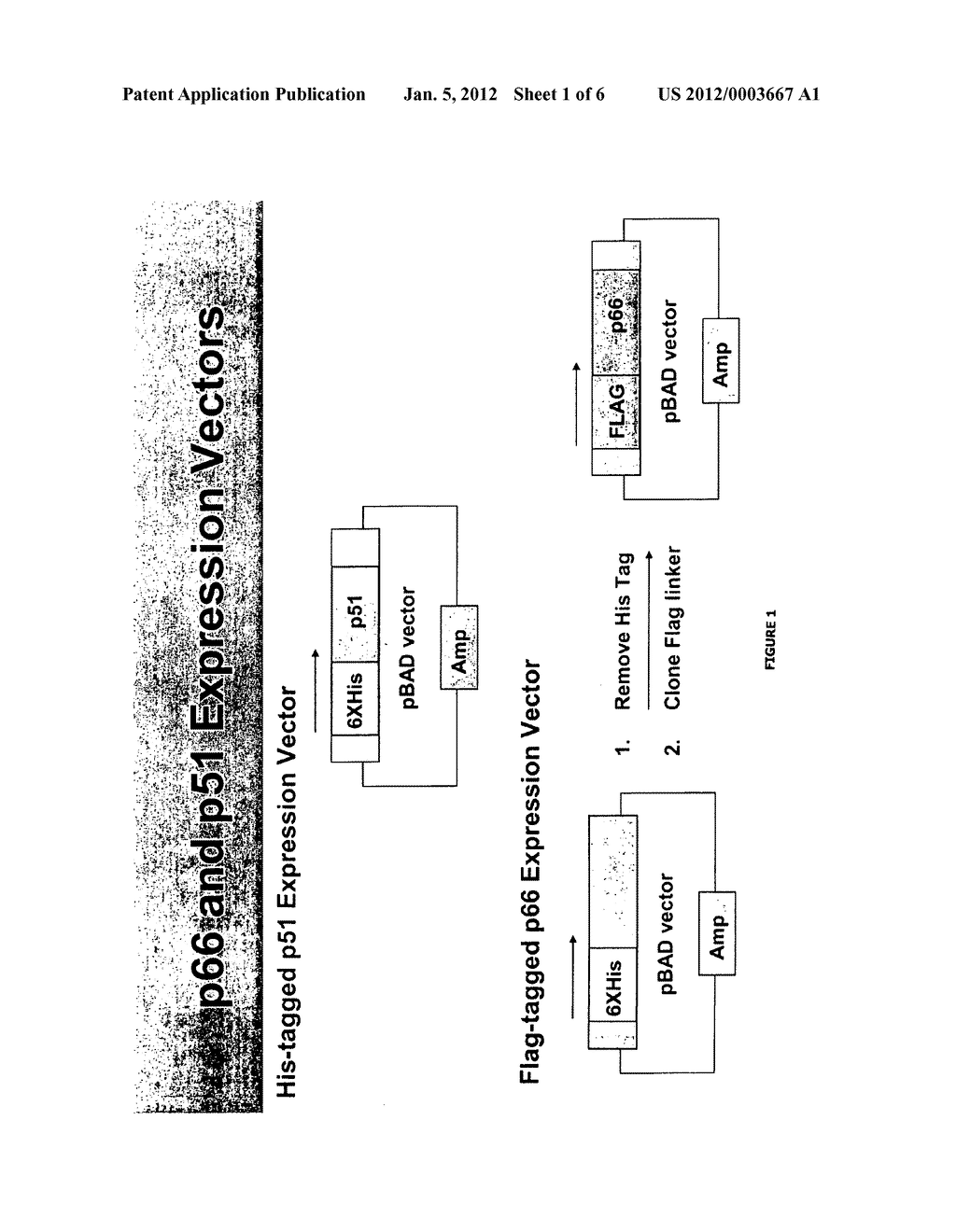 ELECTROPHORETIC TAG-BASED IN VITRO ASSAY TO QUANTIFY DIMERIZATION OF P66     AND P51 SUB-UNITS OF HIV-1 REVERSE TRANSCRIPTASE (RT) - diagram, schematic, and image 02