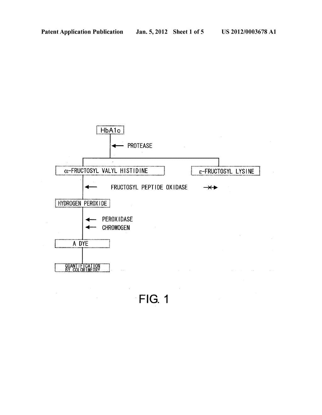 NOVEL FRUCTOSYL PEPTIDE OXIDASE - diagram, schematic, and image 02