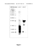 METHOD OF ISOLATION AND PURIFICATION OF TRYPSIN FROM PRONASE PROTEASE AND     USE THEREOF diagram and image