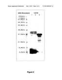 METHOD OF ISOLATION AND PURIFICATION OF TRYPSIN FROM PRONASE PROTEASE AND     USE THEREOF diagram and image