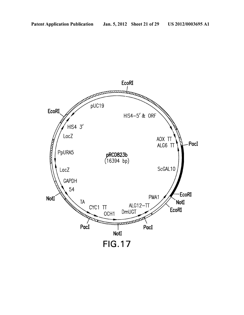 METABOLIC ENGINEERING OF A GALACTOSE ASSIMILATION PATHWAY IN THE     GLYCOENGINEERED YEAST PICHIA PASTORIS - diagram, schematic, and image 22