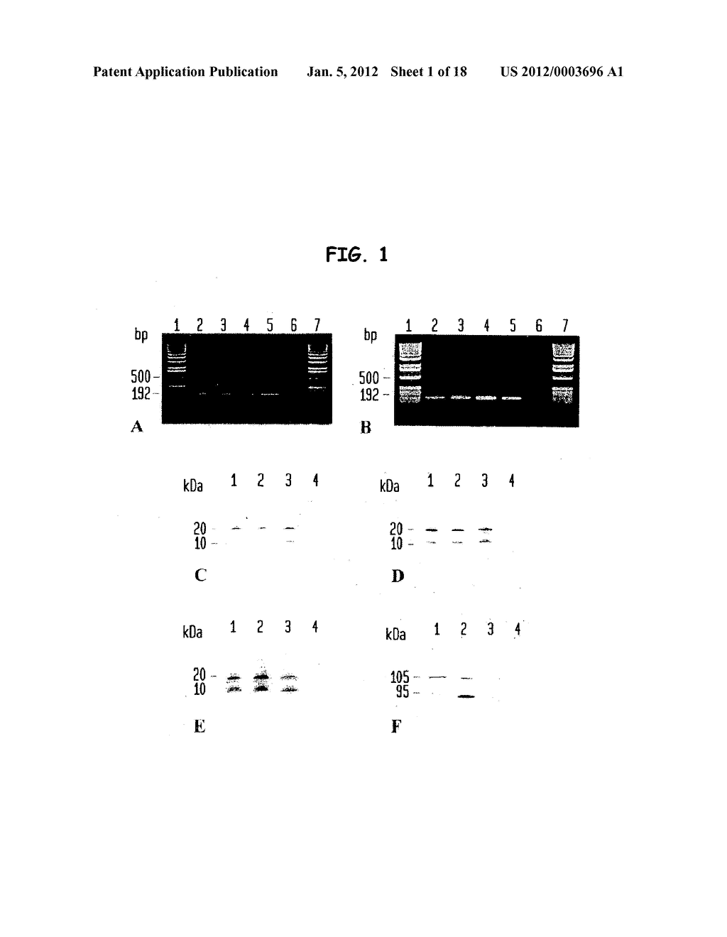 DIAGNOSTIC METHODS FOR DISEASES BY SCREENING FOR HEPCIDIN IN HUMAN OR     ANIMAL TISSUES, BLOOD OR BODY FLUIDS, MONOCLONAL ANTIBODIES SPECIFIC TO     HUMAN HEPCIDIN AND ASSOCIATED USES THEREFOR - diagram, schematic, and image 02