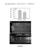 Isolation of Biomolecules from Biological Samples diagram and image