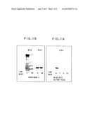 STREPTOMYCES STRAIN THAT DECOMPOSES PROTEINS RECALCITRANT TO PROTEOLYSIS diagram and image