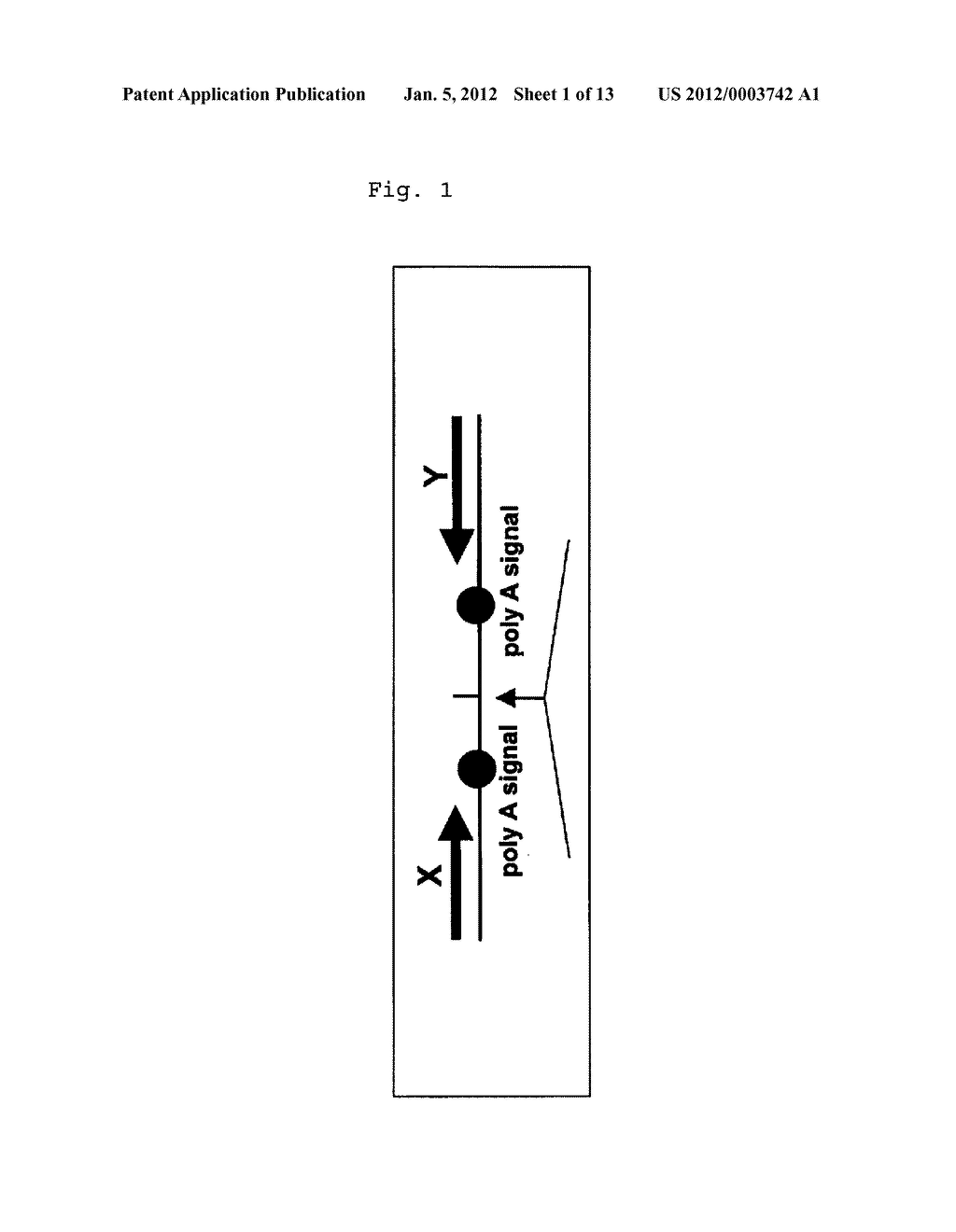 RECOMBINANT VIRUS, ESCHERICHIA COLI RETAINING THE SAME AND A PROCESS FOR     PRODUCTION THEREOF - diagram, schematic, and image 02