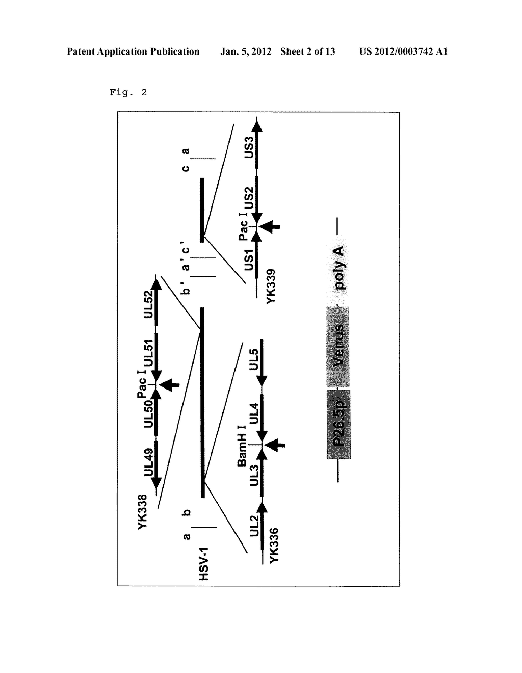 RECOMBINANT VIRUS, ESCHERICHIA COLI RETAINING THE SAME AND A PROCESS FOR     PRODUCTION THEREOF - diagram, schematic, and image 03