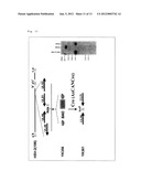 RECOMBINANT VIRUS, ESCHERICHIA COLI RETAINING THE SAME AND A PROCESS FOR     PRODUCTION THEREOF diagram and image