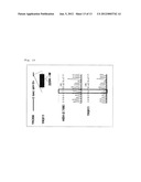 RECOMBINANT VIRUS, ESCHERICHIA COLI RETAINING THE SAME AND A PROCESS FOR     PRODUCTION THEREOF diagram and image