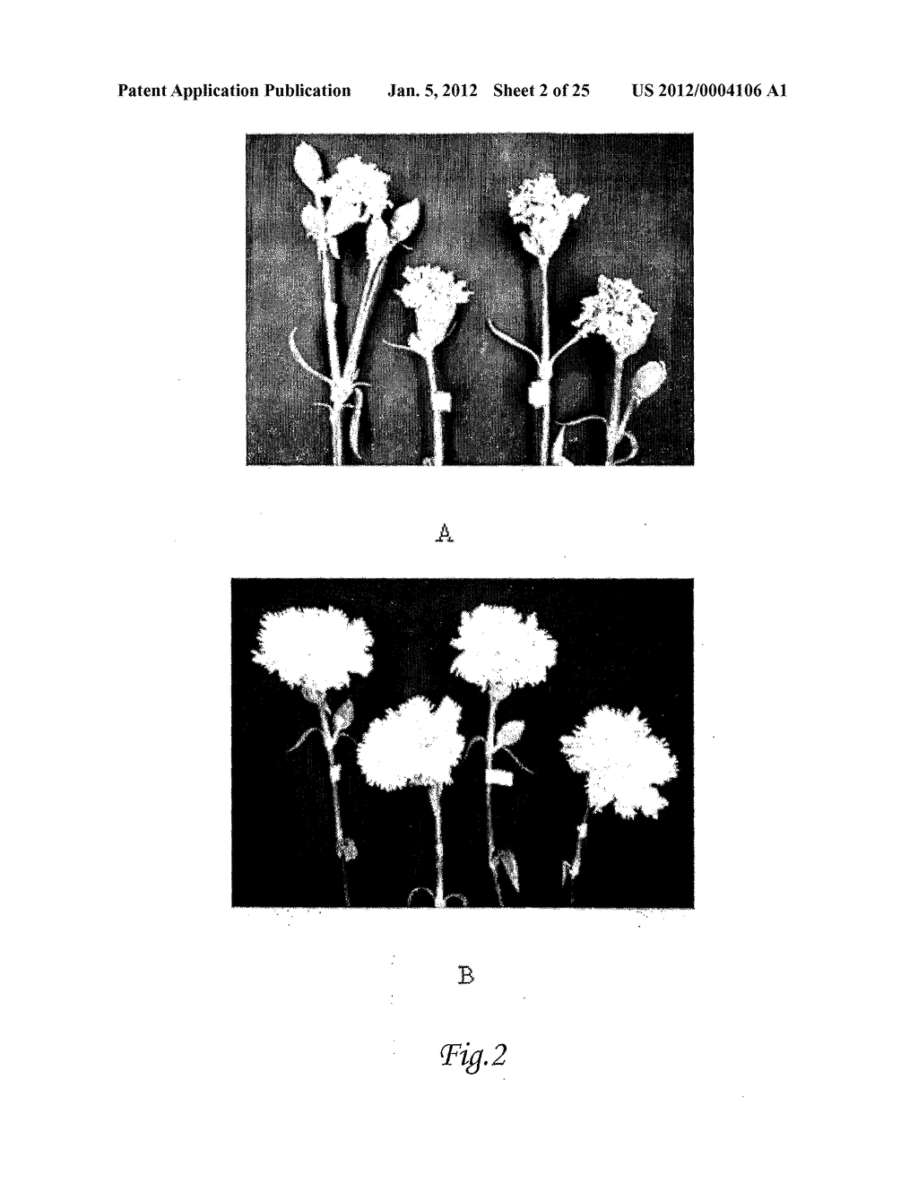 COMPOSITIONS AND METHOD FOR BLOCKING ETHYLENE RESPONSE IN PLANTS USING     3-CYCLOPROP-1-ENYL-PROPANOIC ACID SALT - diagram, schematic, and image 03