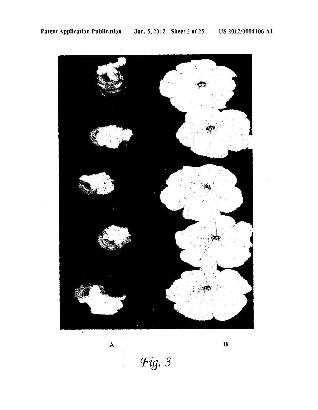 COMPOSITIONS AND METHOD FOR BLOCKING ETHYLENE RESPONSE IN PLANTS USING     3-CYCLOPROP-1-ENYL-PROPANOIC ACID SALT - diagram, schematic, and image 04