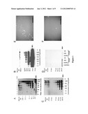 ANIMAL MODEL FOR PARKINSON S DISEASE diagram and image