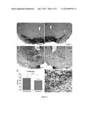 ANIMAL MODEL FOR PARKINSON S DISEASE diagram and image