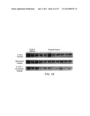 ANTIBODIES TO INSULIN-LIKE GROWTH FACTOR I RECEPTOR diagram and image