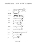 CHEMICALLY INDUCIBLE CUCUMBER MOSAIC VIRUS PROTEIN EXPRESSION SYSTEM diagram and image