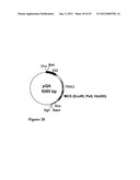 CHEMICALLY INDUCIBLE CUCUMBER MOSAIC VIRUS PROTEIN EXPRESSION SYSTEM diagram and image