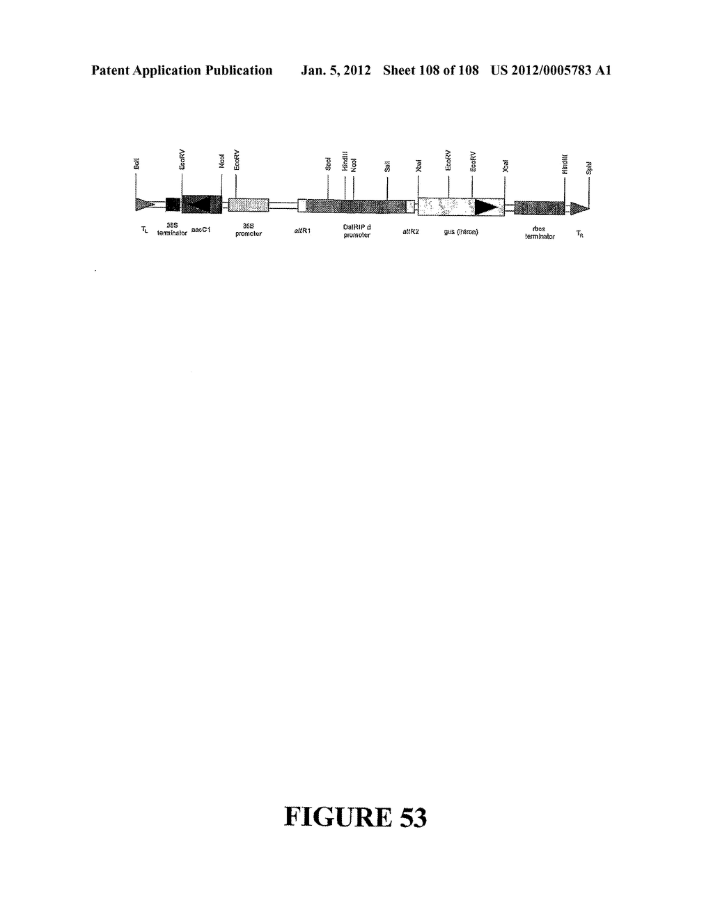 ICE RECRYSTALLISATION INHIBITION PROTEIN OR ANTIFREEZE PROTEINS FROM     DESCHAMPSIA, AND FESTUCA SPECIES OF GRASS - diagram, schematic, and image 109