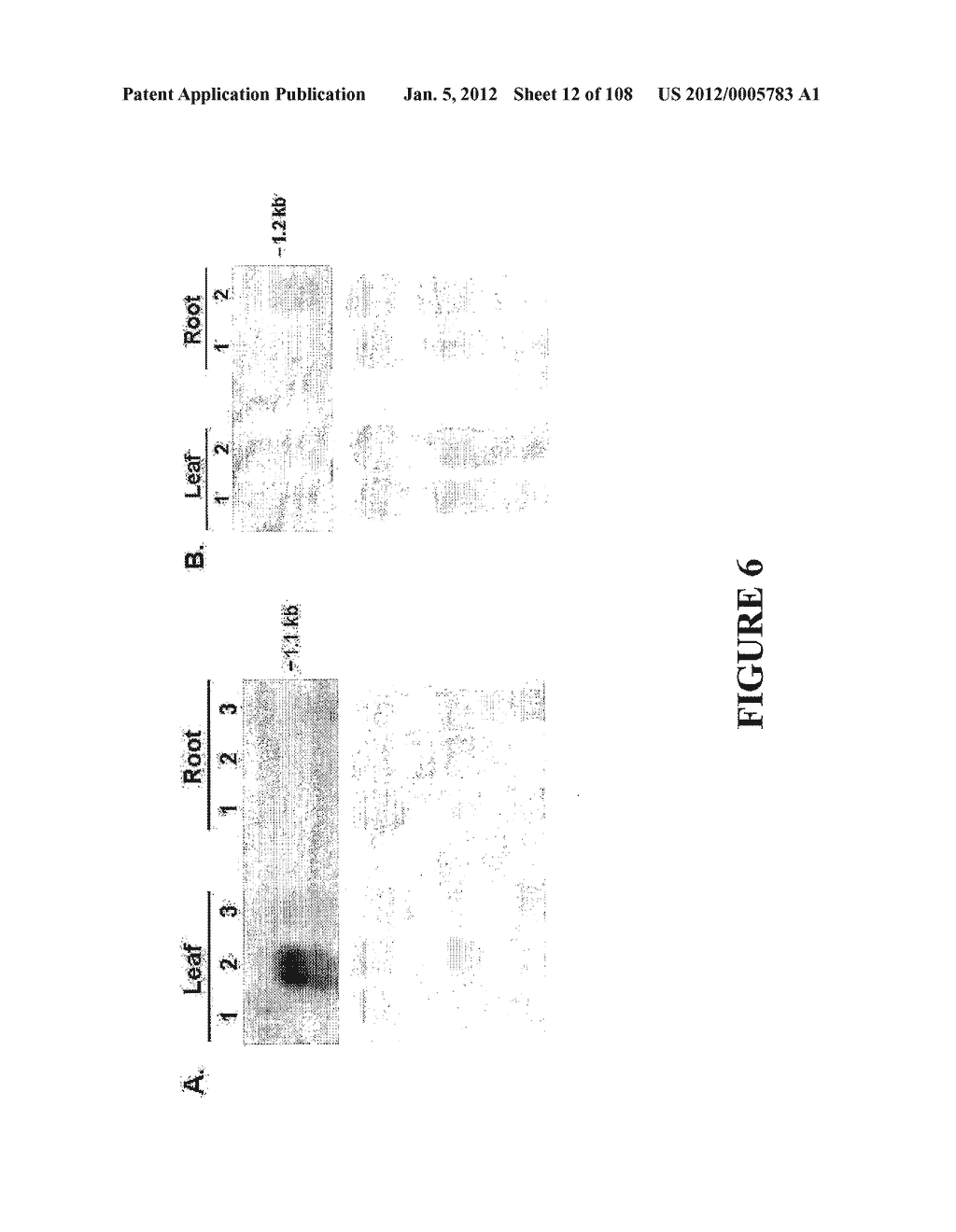 ICE RECRYSTALLISATION INHIBITION PROTEIN OR ANTIFREEZE PROTEINS FROM     DESCHAMPSIA, AND FESTUCA SPECIES OF GRASS - diagram, schematic, and image 13